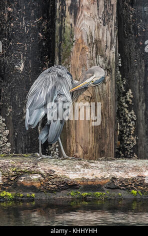 A Great Blue heron uses its long neck and bill to preen its feathers, while standing on a log backed by barnacle-encrusted pilings Stock Photo