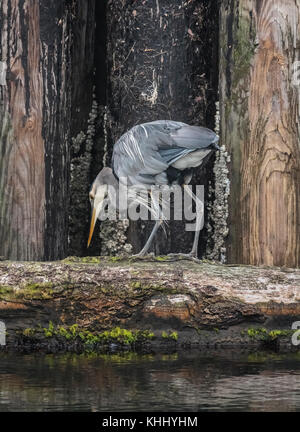 A Great Blue heron stares down at the water from its fishing perch on a log, with the barnacle encrusted pilings of breakwater behind it. Stock Photo