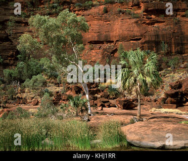 The most rare Australian palm, Red cabbage palm (Livistona mariae), next to River red gum (Eucalyptus camalduensis). Stock Photo