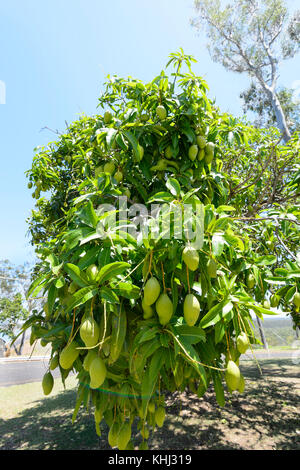 Ripe mangoes on a tree, Queensland, QLD, Australia Stock Photo