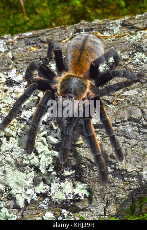 Thai Golden Fringe tarantula (Ornithoctonus aureotibialis) Stock Photo