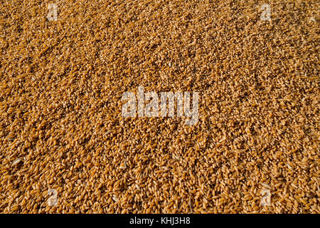 Freshly harvested corn texture Stock Photo