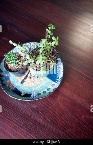 Cacti in Bowl Indoors on Table Stock Photo