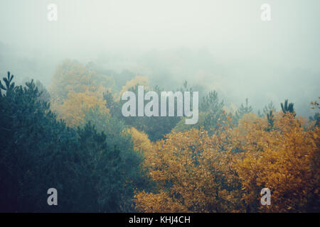 panoramic view of misty green forest. far horizon Stock Photo - Alamy