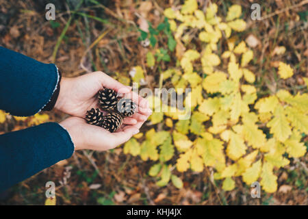 Woman holding pine cones in the forest, top view Stock Photo