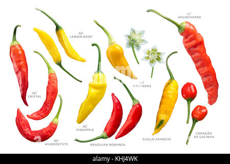 Aji chile peppers (Capsicum baccatum) collection. Clipping paths for each Stock Photo