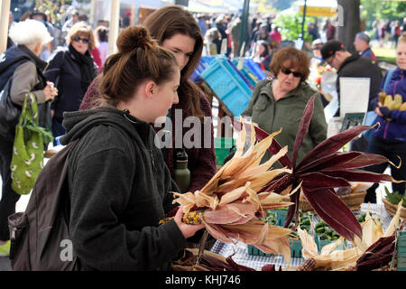 Young women buying North American Indian ornamental hybrid corn on the cob from a stall at the fall Portland Farmers Market Oregon, USA  KATHY DEWITT Stock Photo