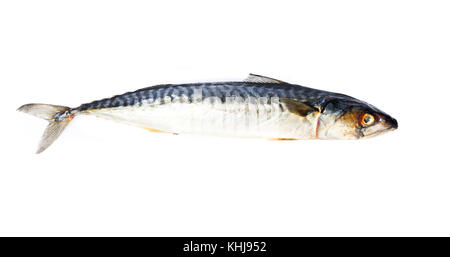 Raw mackerel fish isolated on white background Stock Photo