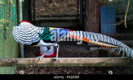 Lady Amherst's pheasant, Chrysolophus amherstiae Stock Photo