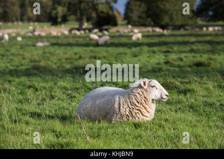 Sheep standing, sitting and grazing in a farmers field. Stock Photo