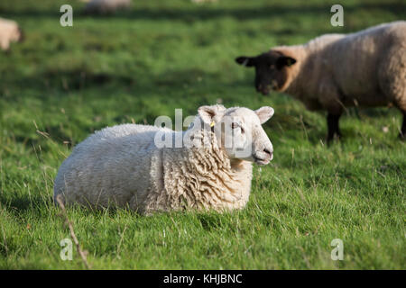 Sheep standing, sitting and grazing in a farmers field. Stock Photo