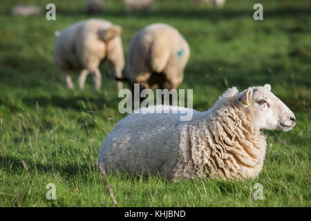 Sheep standing, sitting and grazing in a farmers field. Stock Photo