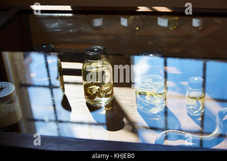 Jars with alcoholized lizards and snakes in the oldest pharmacy in Europe in Tallinn, Estonia Stock Photo