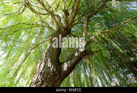 Under the canopy of "Cher" a large weeping willow tree (Salix babylonica) in La Plaza Cultural community garden in New York Stock Photo