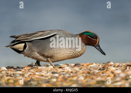 Teal / Krickente ( Anas crecca ), male adult, smallst duck in Europe, in its breeding dress, walking over a mussel bank, searching for food. Stock Photo