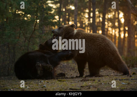 Eurasian Brown Bears ( Ursus arctos ) fighting, struggling, biting each other, playful fight, in the woods, nice backlight, Europe. Stock Photo