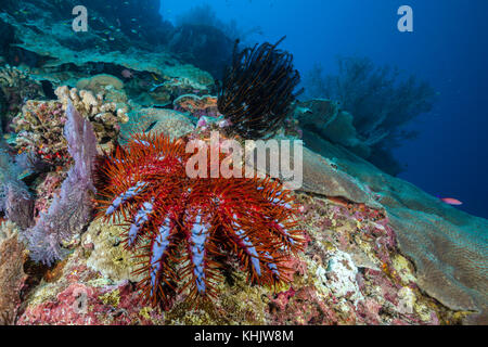 Crown-of-Thorns Starfish in Coral Reef, Acanthaster planci, Christmas Island, Australia Stock Photo