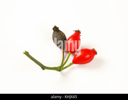 twig of rose hips on white background Stock Photo