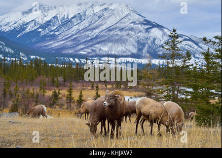 A herd of wild Bighorn Sheep (Ovis canadensis) foraging in the brown grass in a majestic rocky mountain landscape in Jasper National Park, Alberta, Ca Stock Photo
