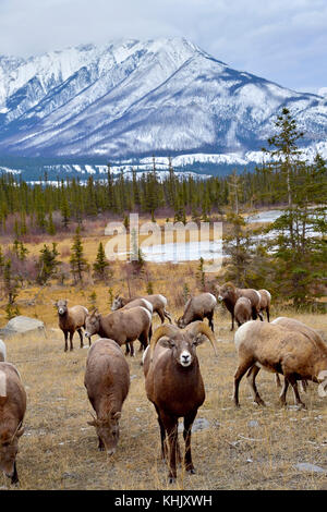 A vertical image of a herd of wild Bighorn Sheep (Ovis canadensis) foraging in the brown grass in a majestic rocky mountain landscape in Jasper Nation Stock Photo