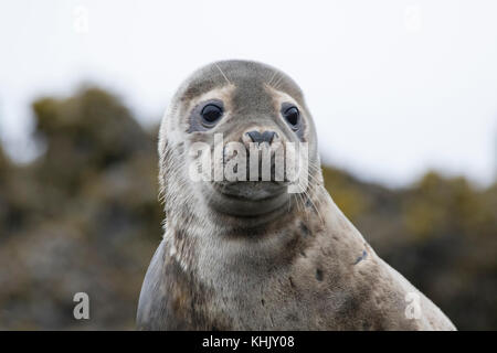 common seal, Phoca vitulina, group and individual close up portraits while lying in the sand on findhorn bay, moray, scotland Stock Photo