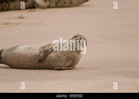 common seal, Phoca vitulina, group and individual close up portraits while lying in the sand on findhorn bay, moray, scotland Stock Photo