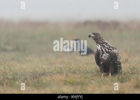 White-tailed Eagle / Sea Eagle ( Haliaeetus albicilla ), juvenile, adolescent, sitting on the ground, together with Common Raven and magpie, Europe. Stock Photo