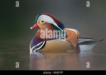 Mandarin Duck ( Aix galericulata ), colorful drake in breeding dress, swims close, windstill day, in last light, nice reflections, Europe. Stock Photo