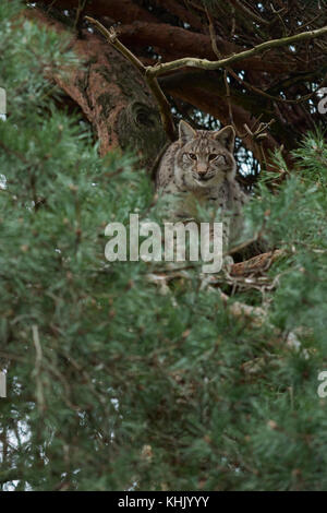 Eurasian Lynx / Eurasischer Luchs ( Lynx lynx ) climbing / sitting / hiding high up in a pine tree, watching down, looks like hunting, Europe.