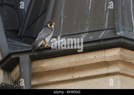 Peregrine Falcon / Wanderfalke ( Falco peregrinus ), adult male, tercel, perched on a church roof, typical situation, wildlife, Europe. Stock Photo