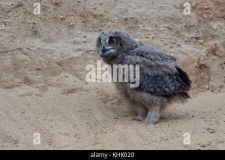 Eurasian Eagle Owl / Europaeischer Uhu ( Bubo bubo ), small chick, owlet in sand pit, alone, lomesome, looks funny, wildlife, Europe. Stock Photo