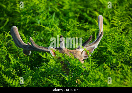 Fallow deer (Dama dama) Stock Photo