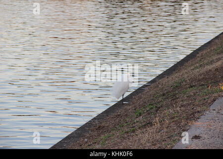 Birds in mizumoto Park - Tokyo, Japan Stock Photo