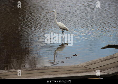 Birds in mizumoto Park - Tokyo, Japan Stock Photo