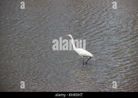 Birds in mizumoto Park - Tokyo, Japan Stock Photo