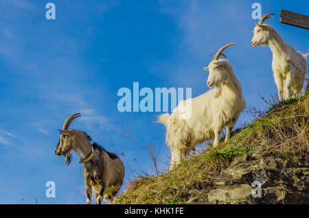 three goats standing on a rock covered with green grass on blue sky background. Shot is taken in Carpathian mountains, Ukraine, Europe. Space for your Stock Photo