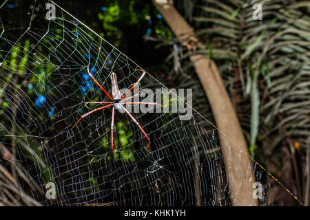 Silk Orb-Weaver Spider, Nephila sp., Christmas Island, Australia Stock Photo