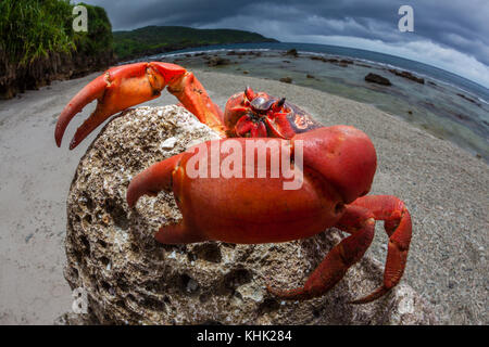 Christmas Island Red Crab at Ethel Beach, Gecarcoidea natalis, Christmas Island, Australia Stock Photo