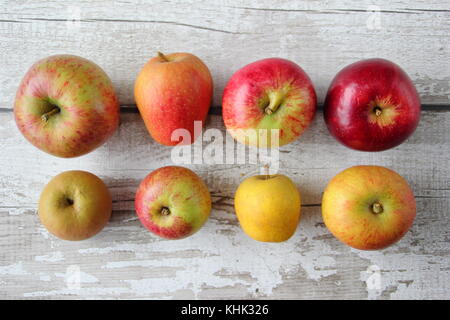 English apple (Malus domestica) varieties on display including Pitmaston Pineapple, Newton wonder and Worcester Pearmain Stock Photo