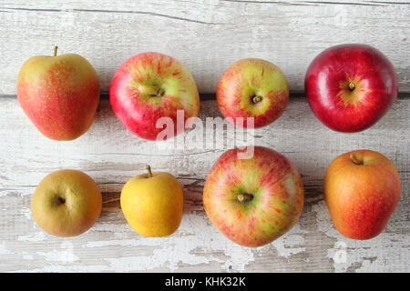 English apple display (L-R: Ribston Pippin, Newton Wonder, Epicure, Red Devil, Egremont Russet, Pitmaston Pineapple, New Bess Pool, Adam's Pearmain) Stock Photo