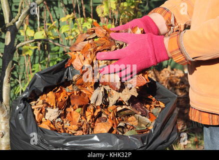 Fallen leaves are placed into a black plastic bag to make leaf mould in late autumn/early winter (November), in an English garden, UK Stock Photo