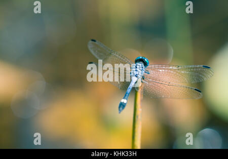 Blue dragonfly picture from behind with spread wings closeup resting on a small stick with bokeh background out of focus macro photo. Stock Photo