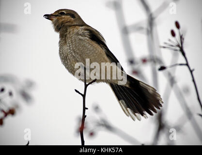 Northern shrike Stock Photo