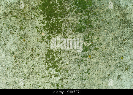 background, texture: the surface of an old concrete slab, covered with stains of moss or algae Stock Photo