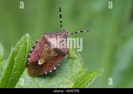 Hairy Shieldbug (Dolycoris baccarum) on leaf. Tipperary, Ireland. Stock Photo