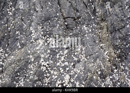 Barnacles on Rock - Ucluelet, BC Stock Photo
