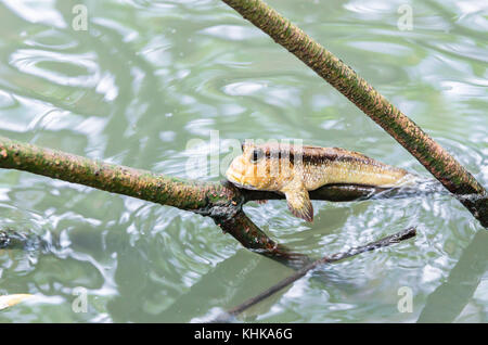 beautiful Mudskipper fish (Boleophthalmus boddarti) climbing on tree branch. Stock Photo