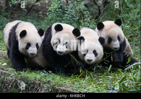 Giant Panda (Ailuropoda melanoleuca) sub-adults, Chengdu, China