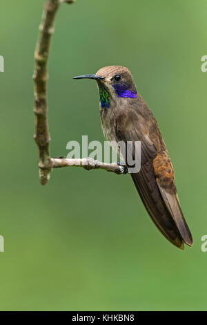 Brown Violet-ear (Colibri delphinae) hummingbird, Las Tangaras Bird Reserve, Colombia