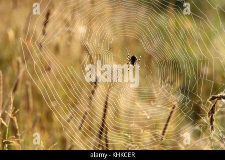 Insect spider sits in a web closeup on blurred background of the grass Stock Photo